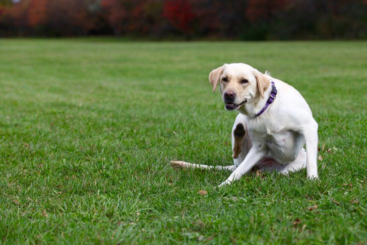 A Labrador Retriever sitting on a grassy field with a stick in front of it.